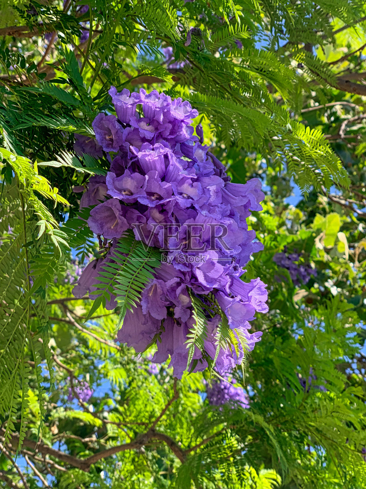 树上的紫色蓝花楹花照片摄影图片