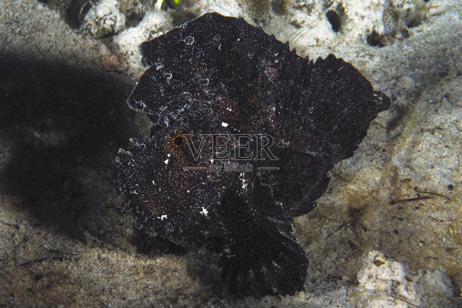 底部是一幅美丽的叶鱼图片照片摄影图片