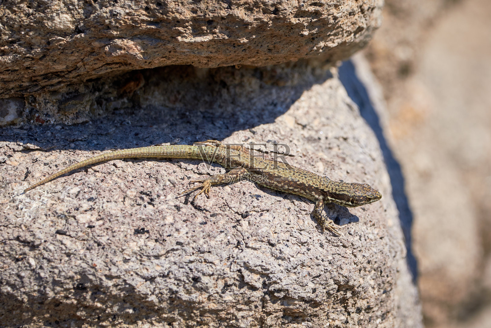 普通壁虎早上在岩石上晒日光浴照片摄影图片