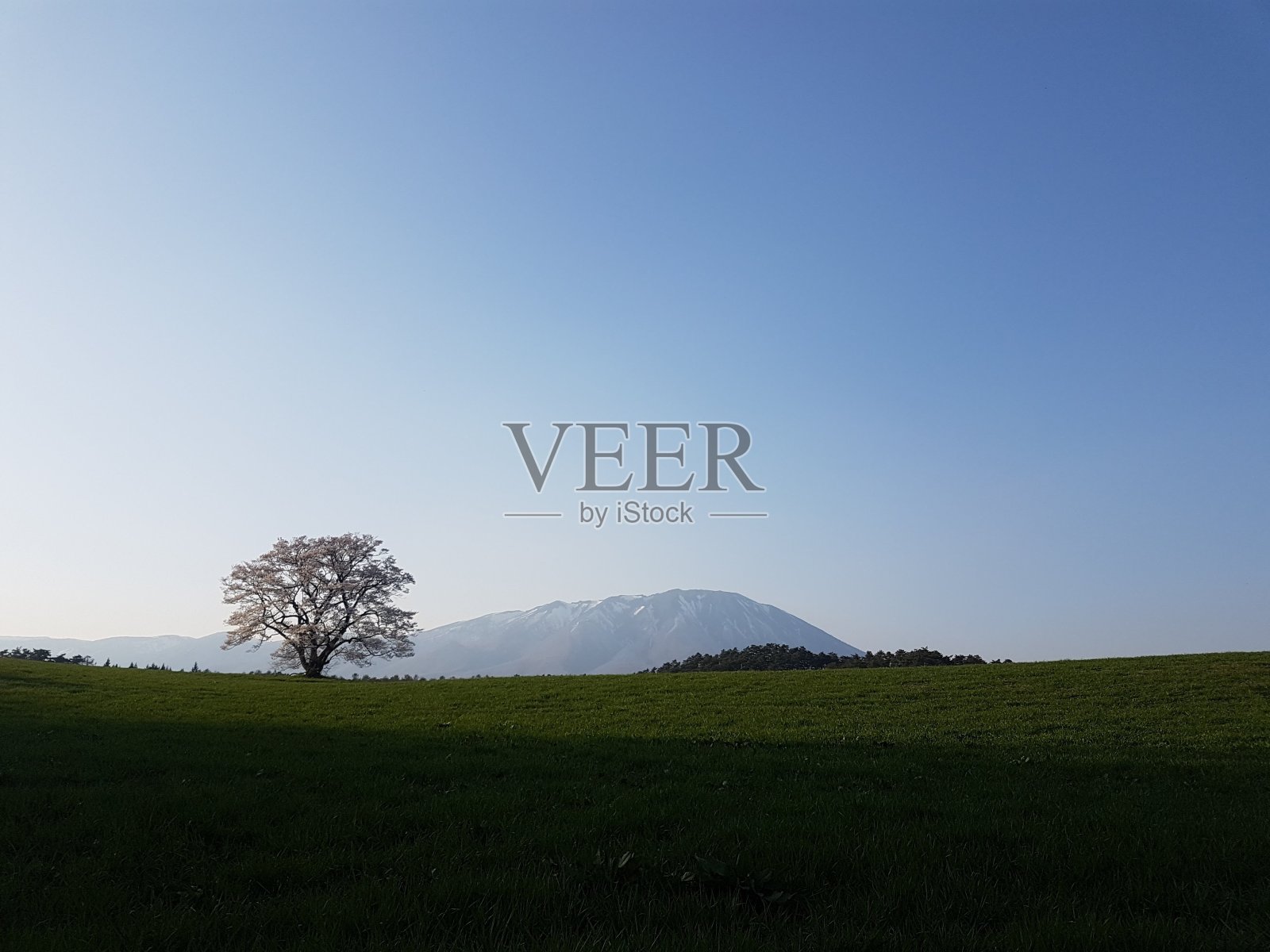 樱桃布洛森照片摄影图片