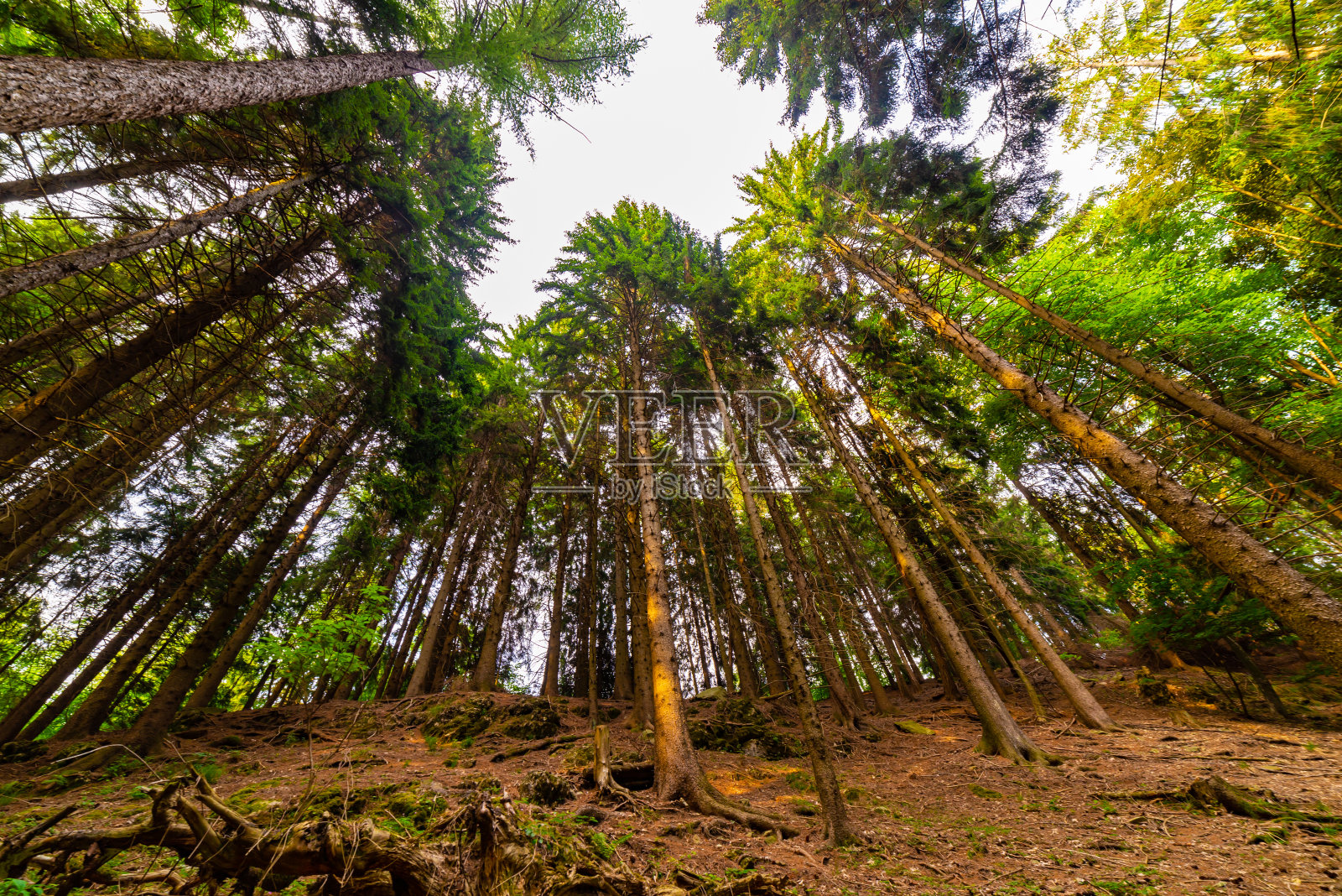 松树林，抬头拍摄。照片摄影图片