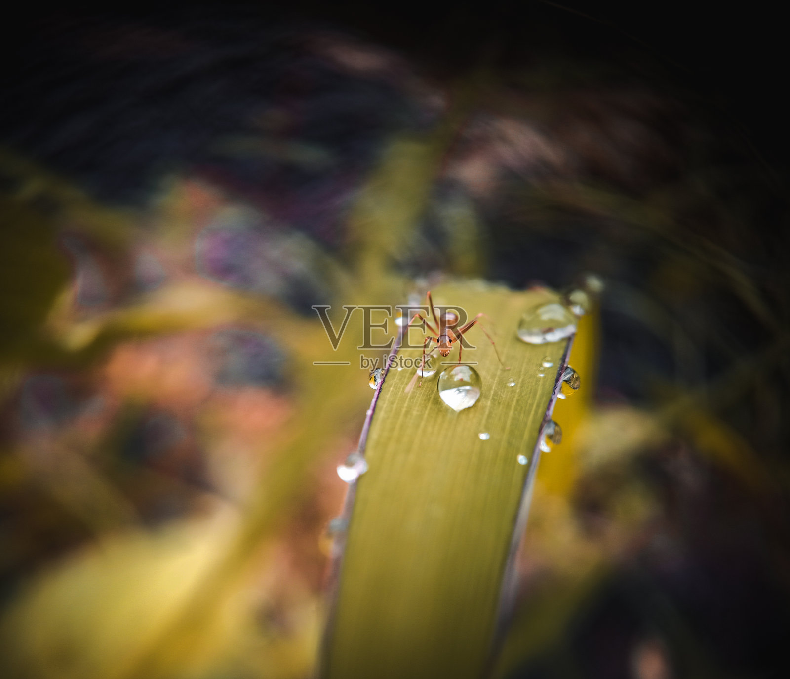 叶上昆虫特写镜头照片摄影图片