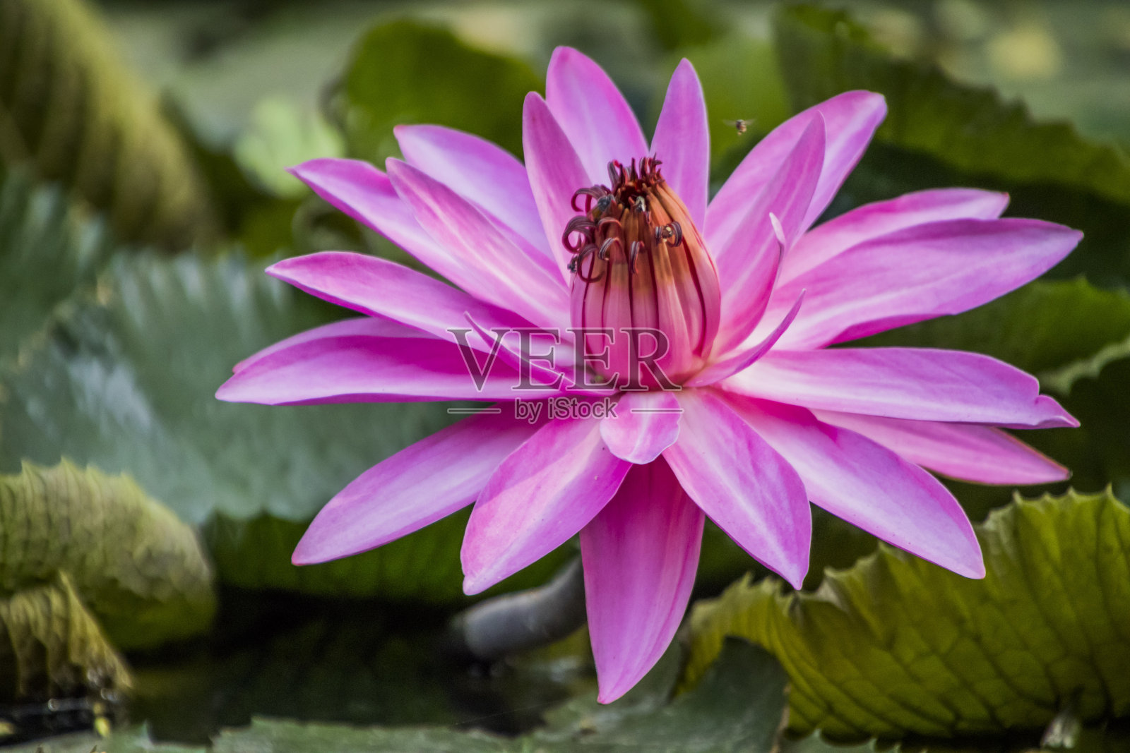 各种睡莲照片摄影图片