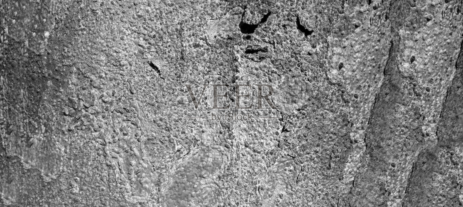 黑白照片与苔藓和地衣浮雕纹理。树皮的圆形全景图。树皮纹理特写，树皮纹理背景。中午在太阳下拍照照片摄影图片