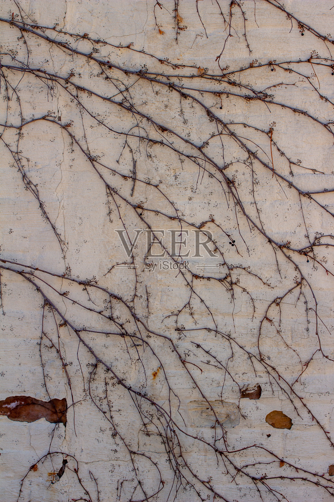 复古的白色灰泥外墙背景，附上裸露的藤枝照片摄影图片