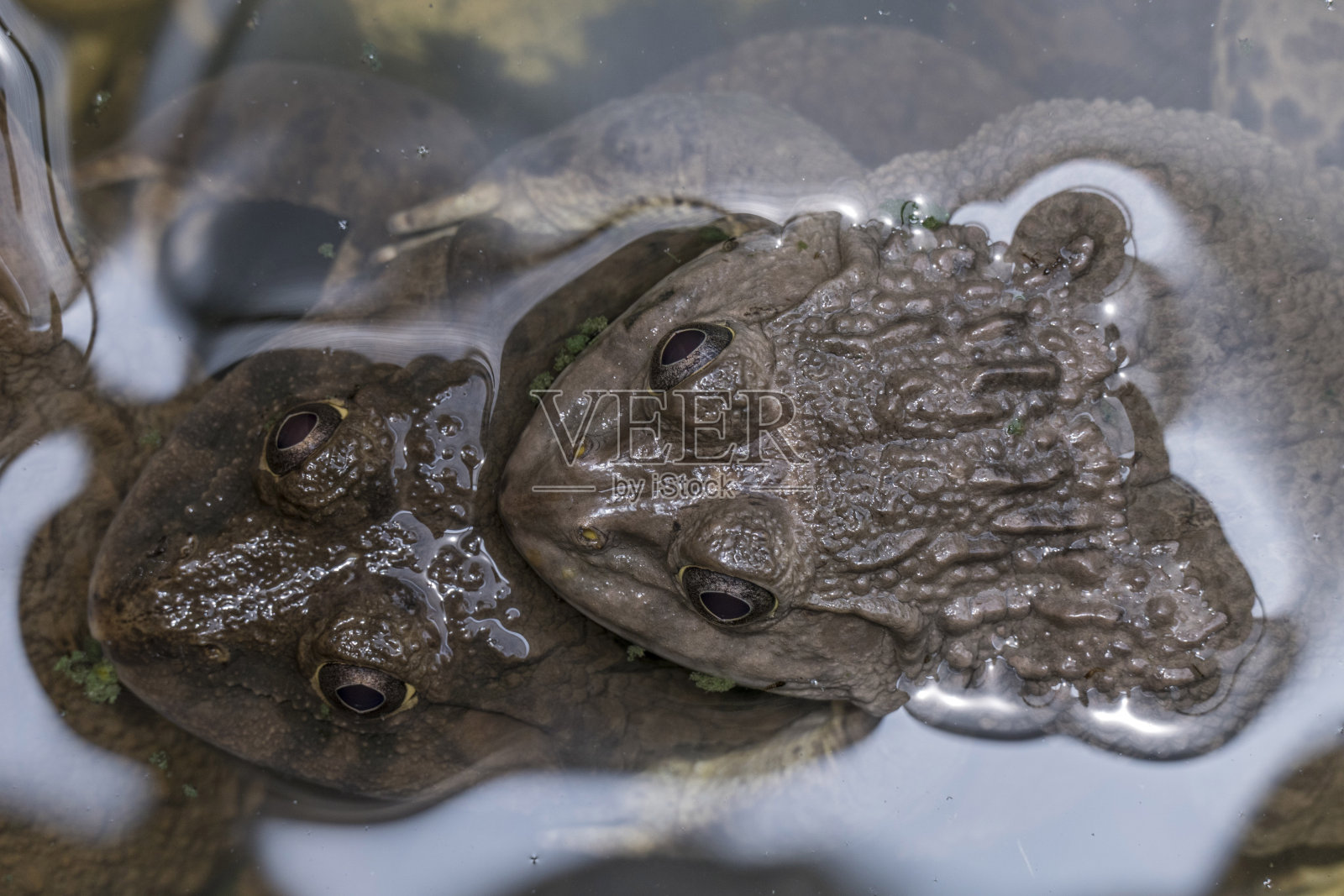 泰国甲米青蛙养殖场照片摄影图片