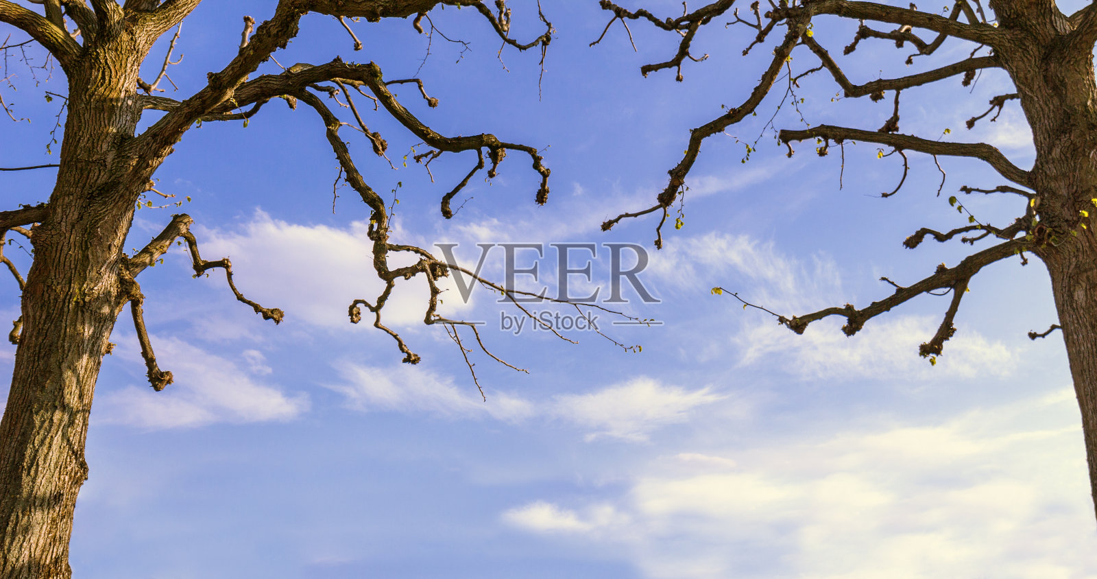 蓝色多云天空下的两棵树。本空间照片摄影图片