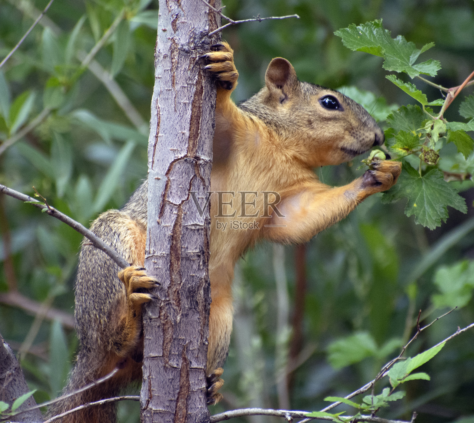 一个松鼠挂在树枝上的特写。照片摄影图片
