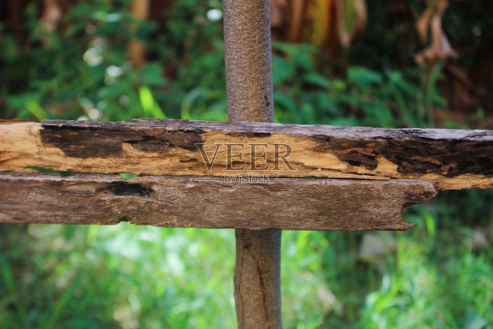 这栅栏有点脆弱照片摄影图片