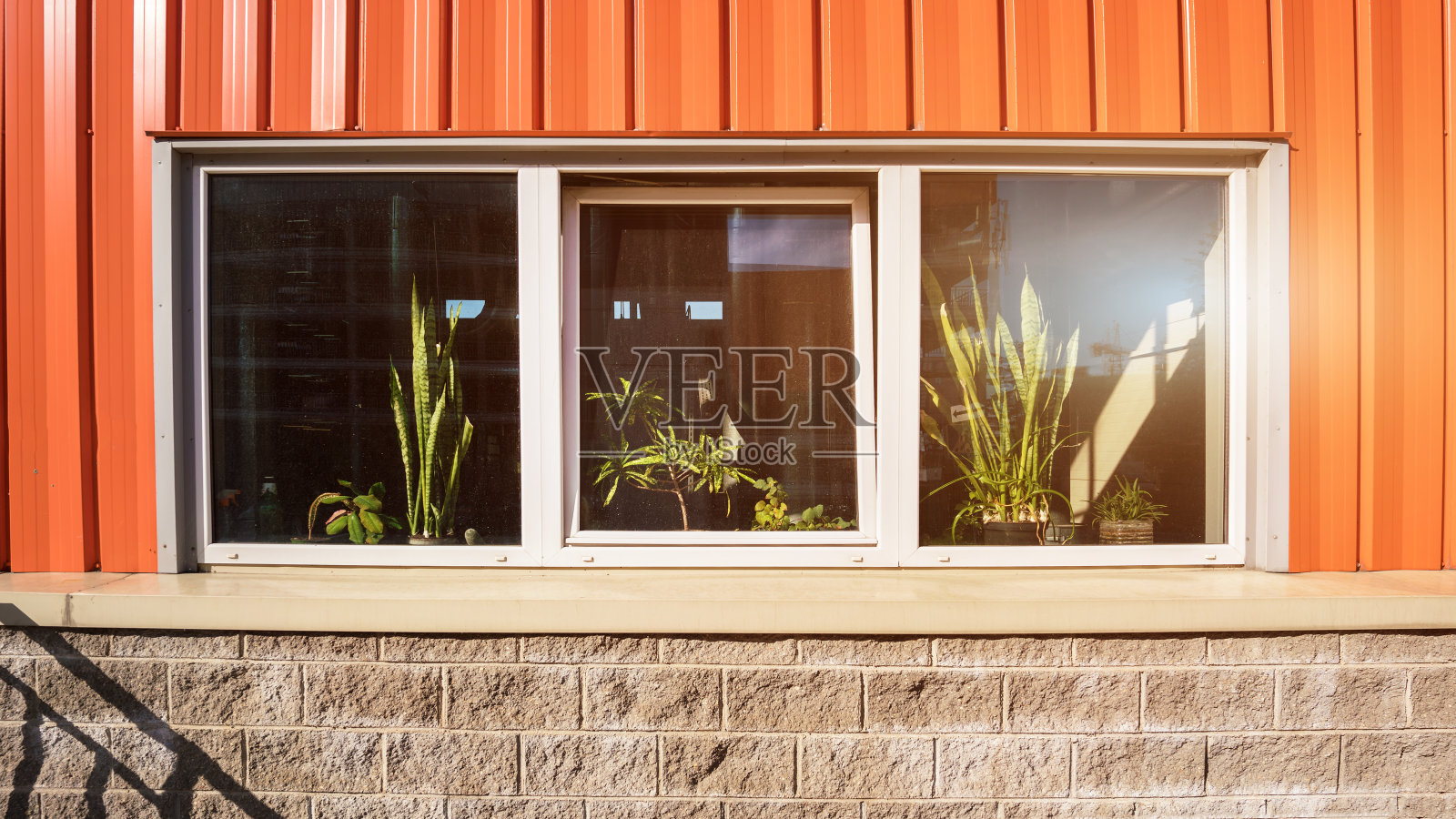 大盆绿色室内盆栽立在窗台的玻璃后面照片摄影图片