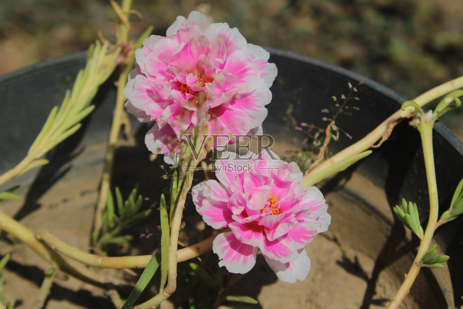 粉红色和白色的花照片摄影图片