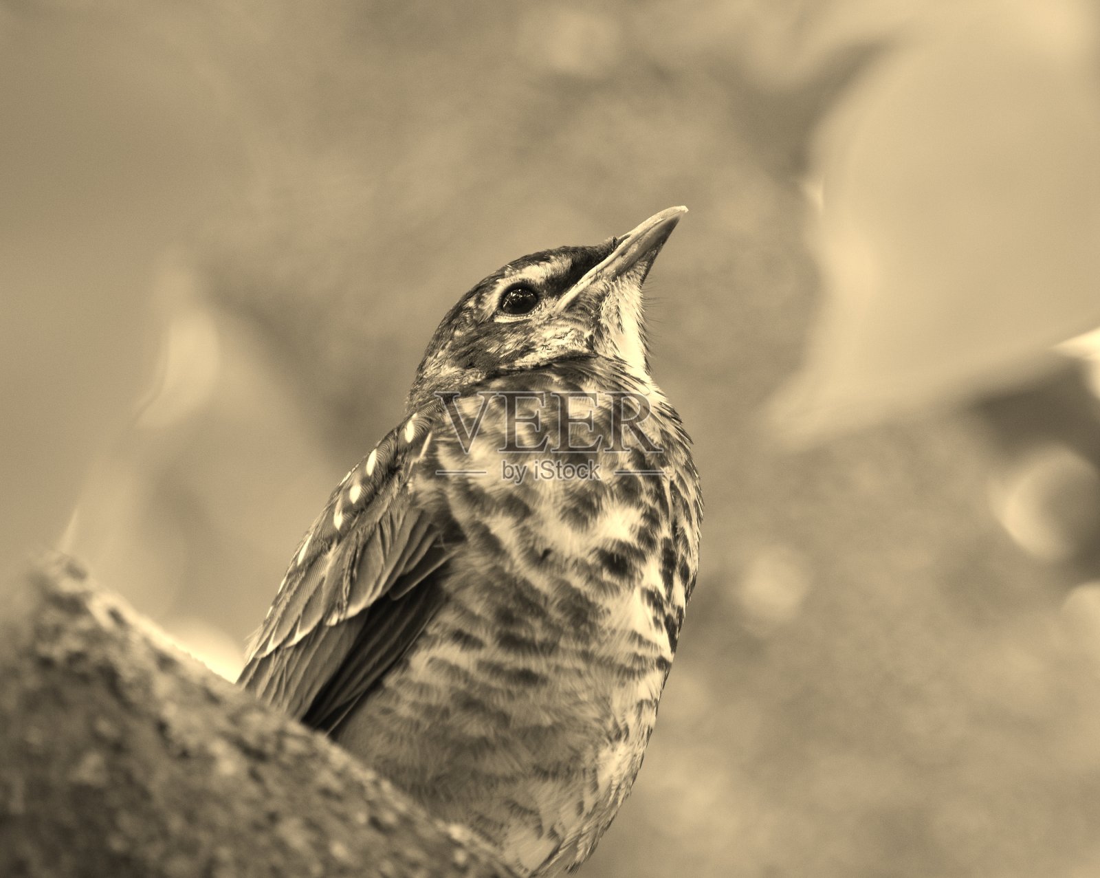 甜蜜的小罗宾照片摄影图片