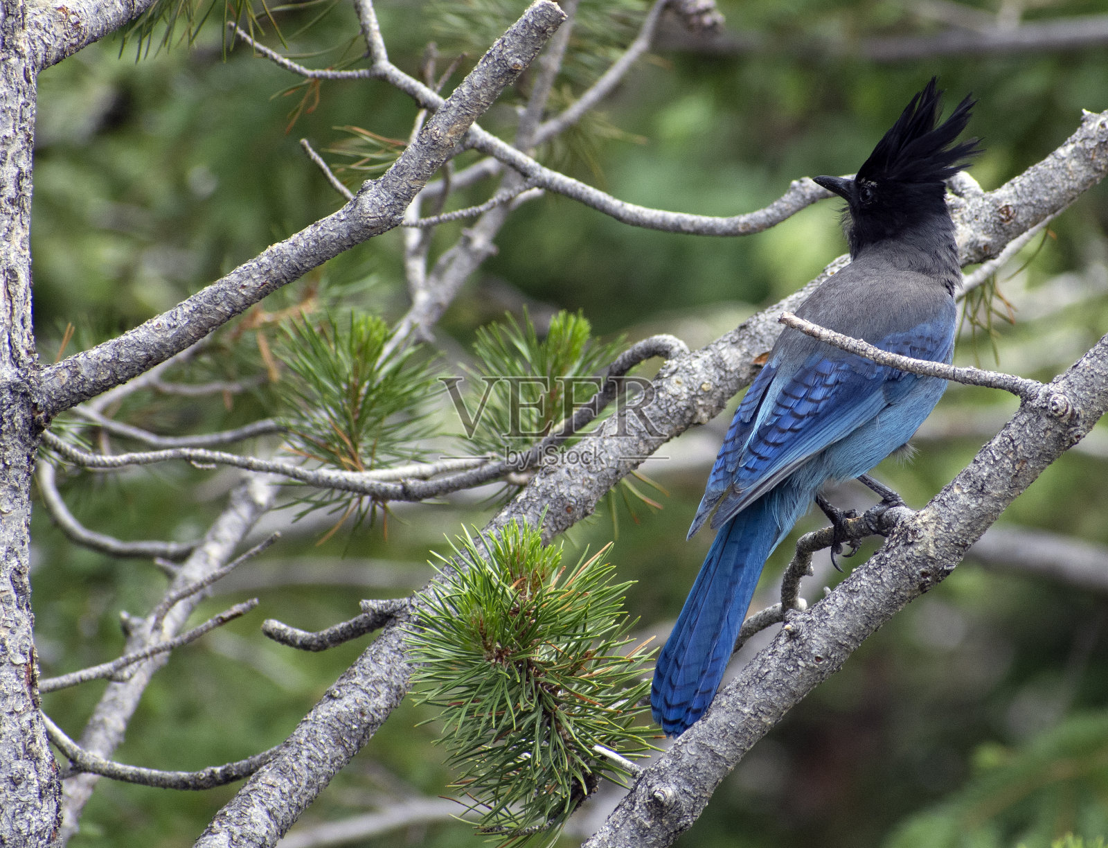 一个蓝色的鸟在树枝上的特写。照片摄影图片