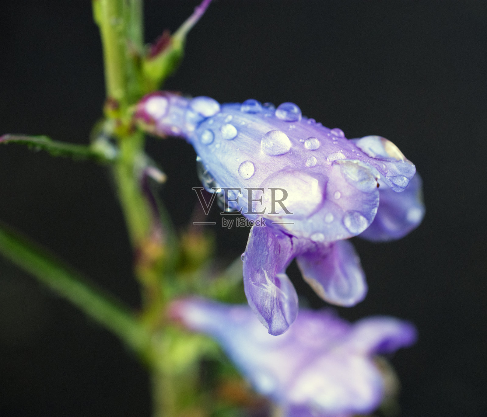 近紫花。照片摄影图片