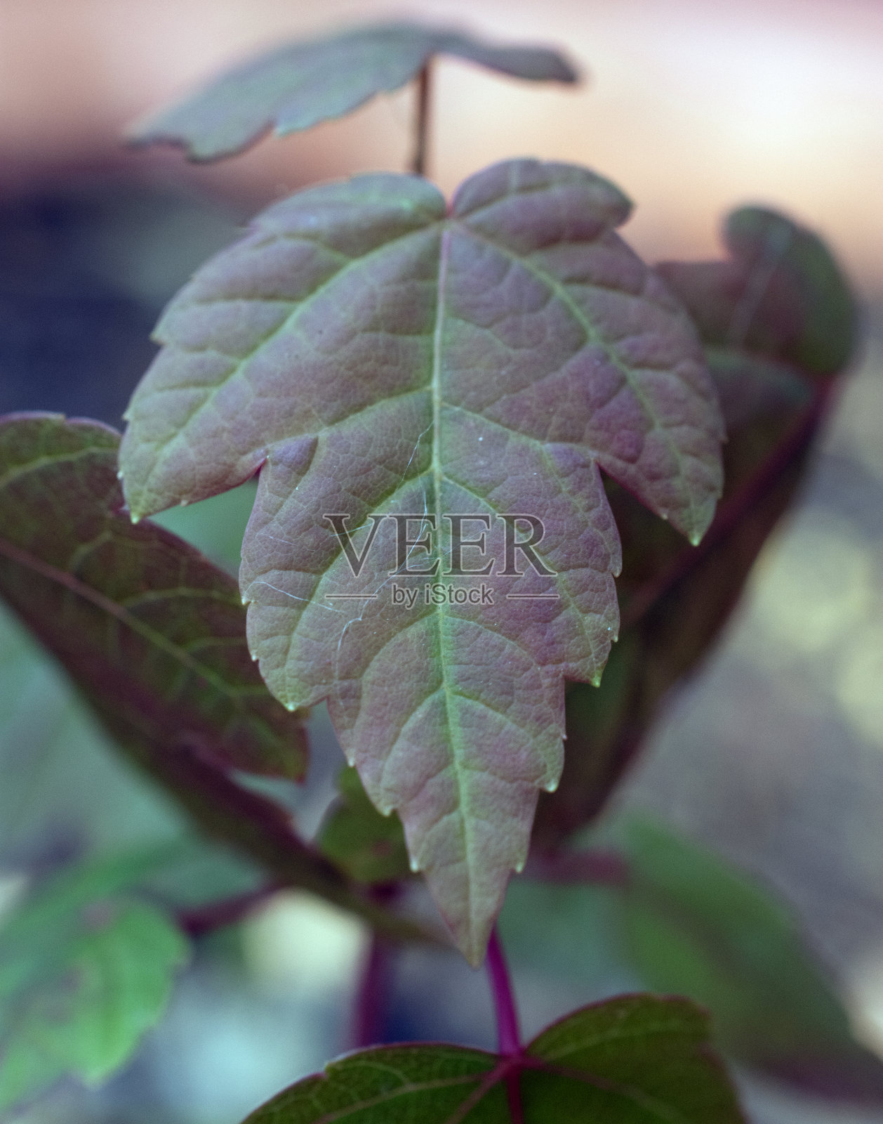 多色叶子的特写。照片摄影图片