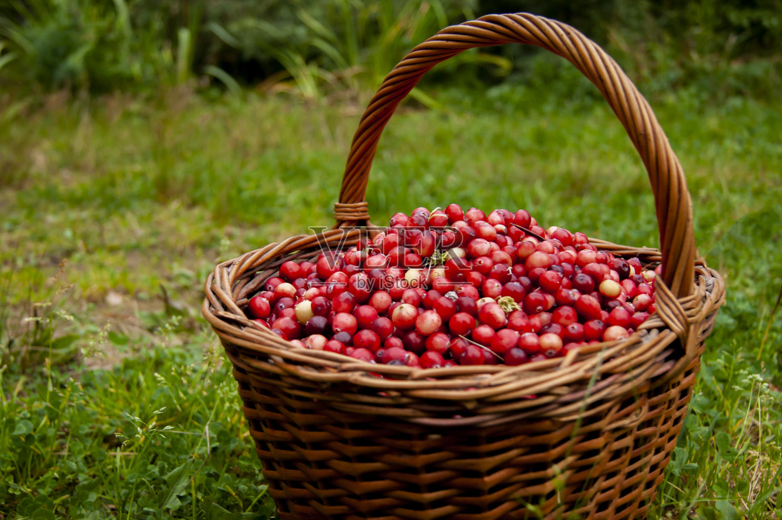 新鲜的蔓越莓放在篮子里，放在苔藓上照片摄影图片