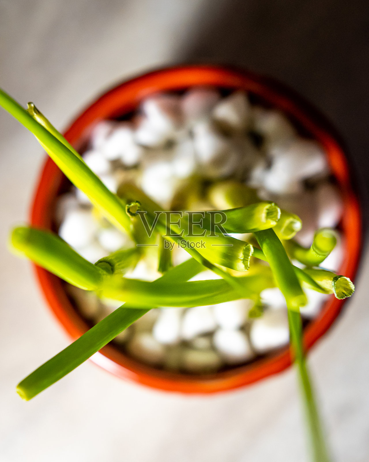 绿色洋葱的自上而下视图照片摄影图片