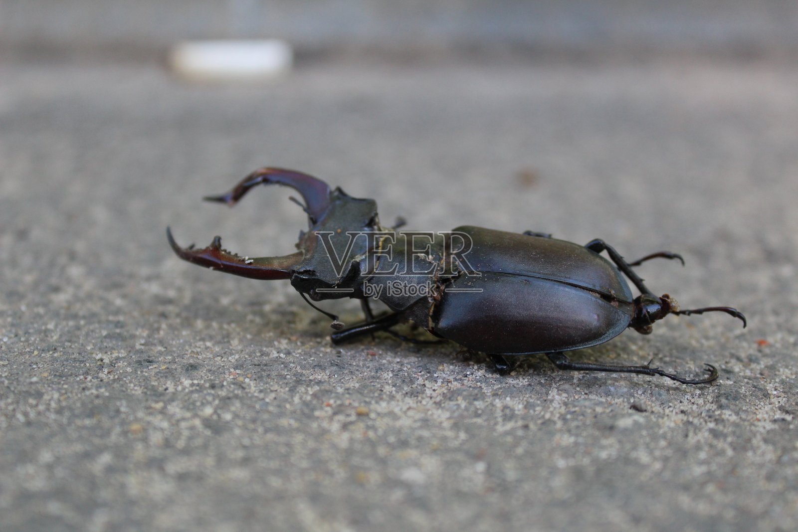 一只大的鹿甲虫躺在地上照片摄影图片