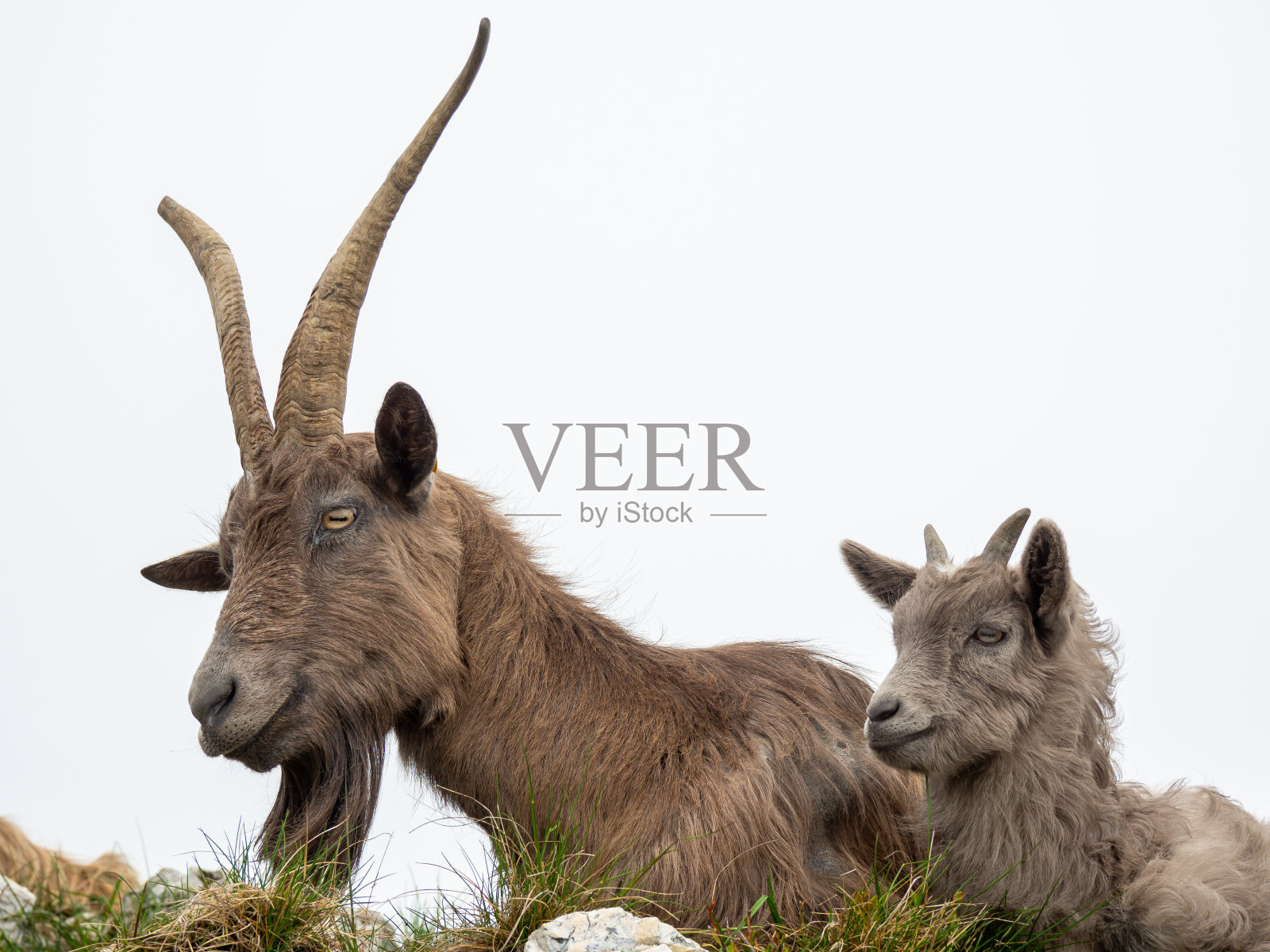 孩子和他妈妈在一起。在意大利阿尔卑斯山草地上吃草的野山羊。自然山地环境照片摄影图片