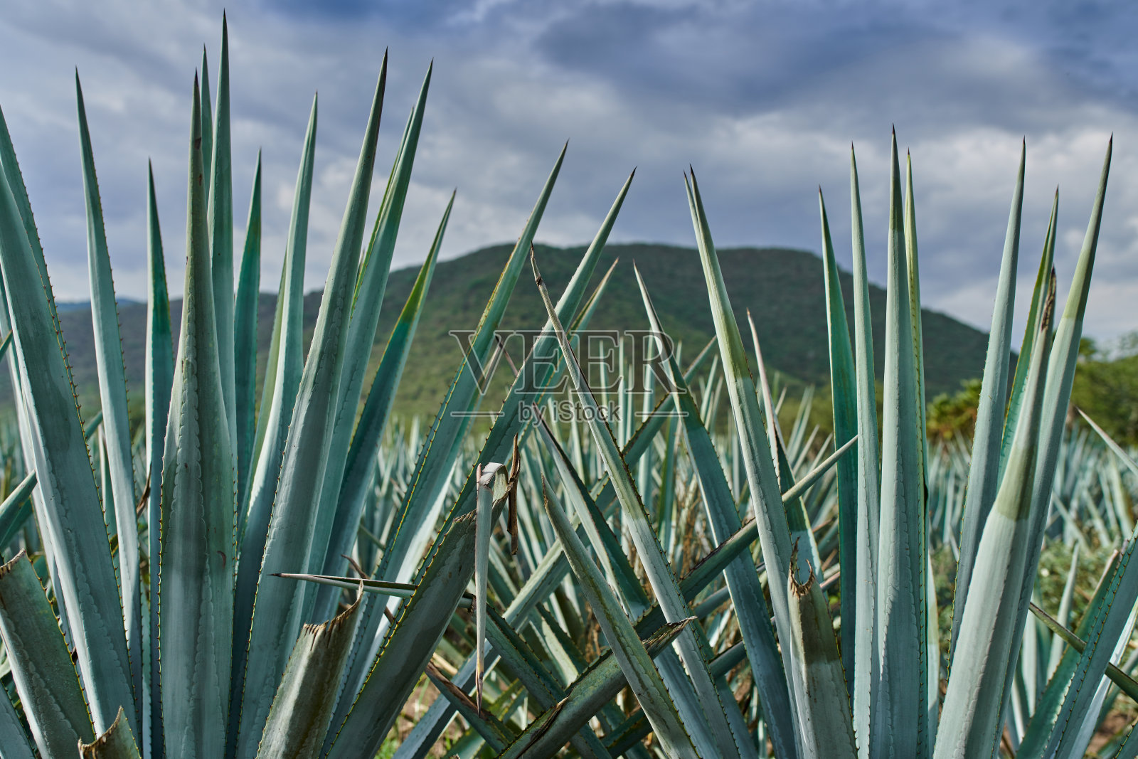 在蓝色龙舌兰种植园的领域，龙舌兰概念龙舌兰产业照片摄影图片