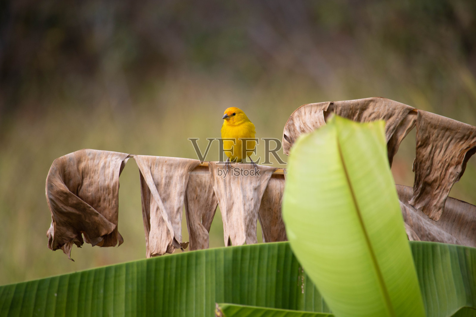 黄耆，土金丝雀照片摄影图片