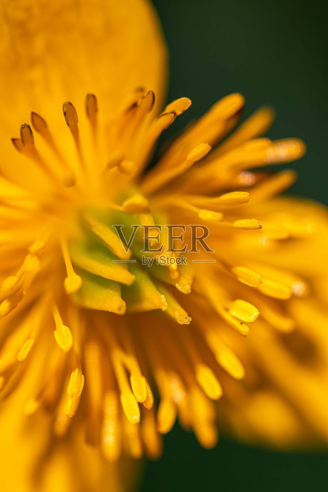 生长在森林中的芦苇花照片摄影图片