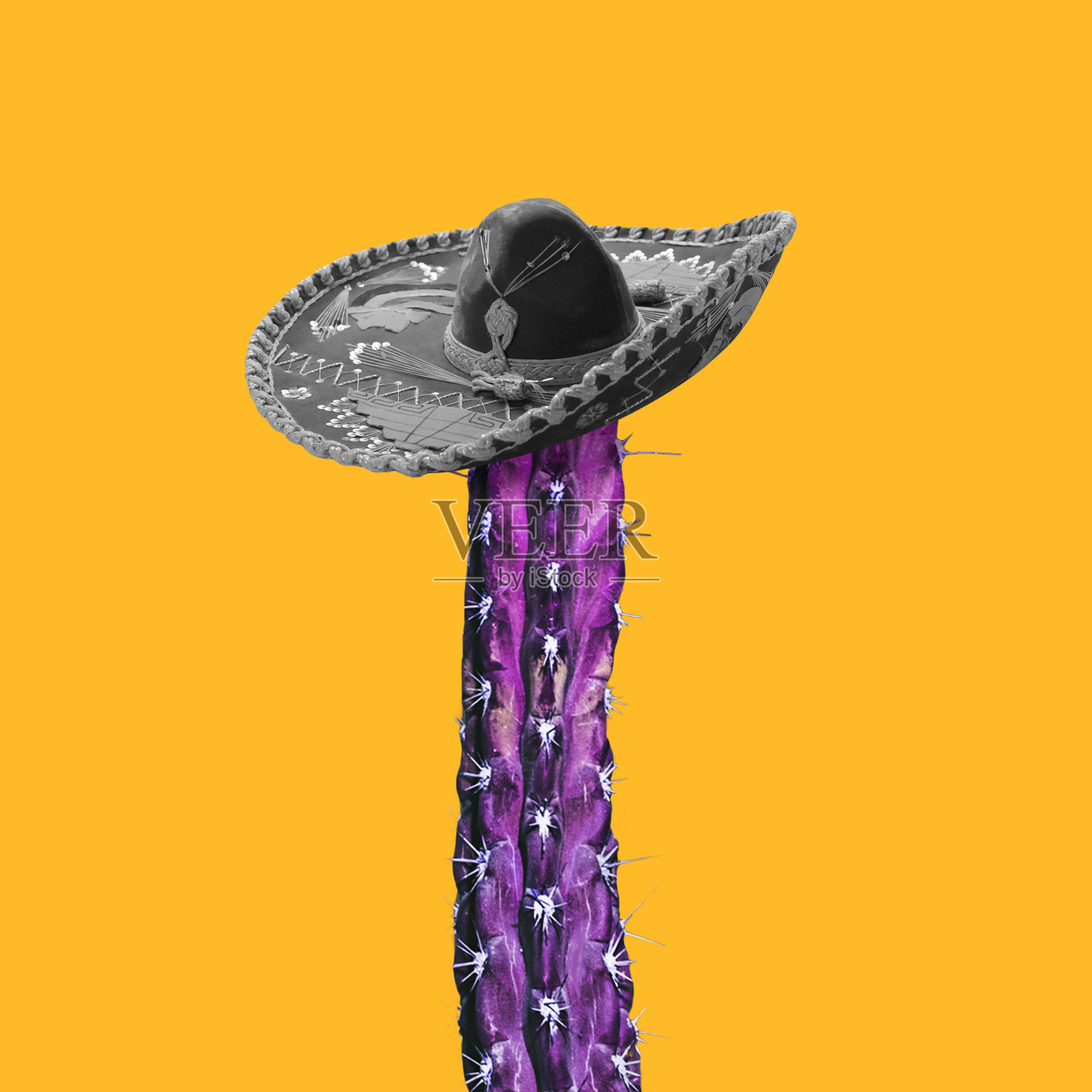 创造性的成分。长紫色仙人掌戴墨西哥bw帽。Copyspace为广告照片摄影图片