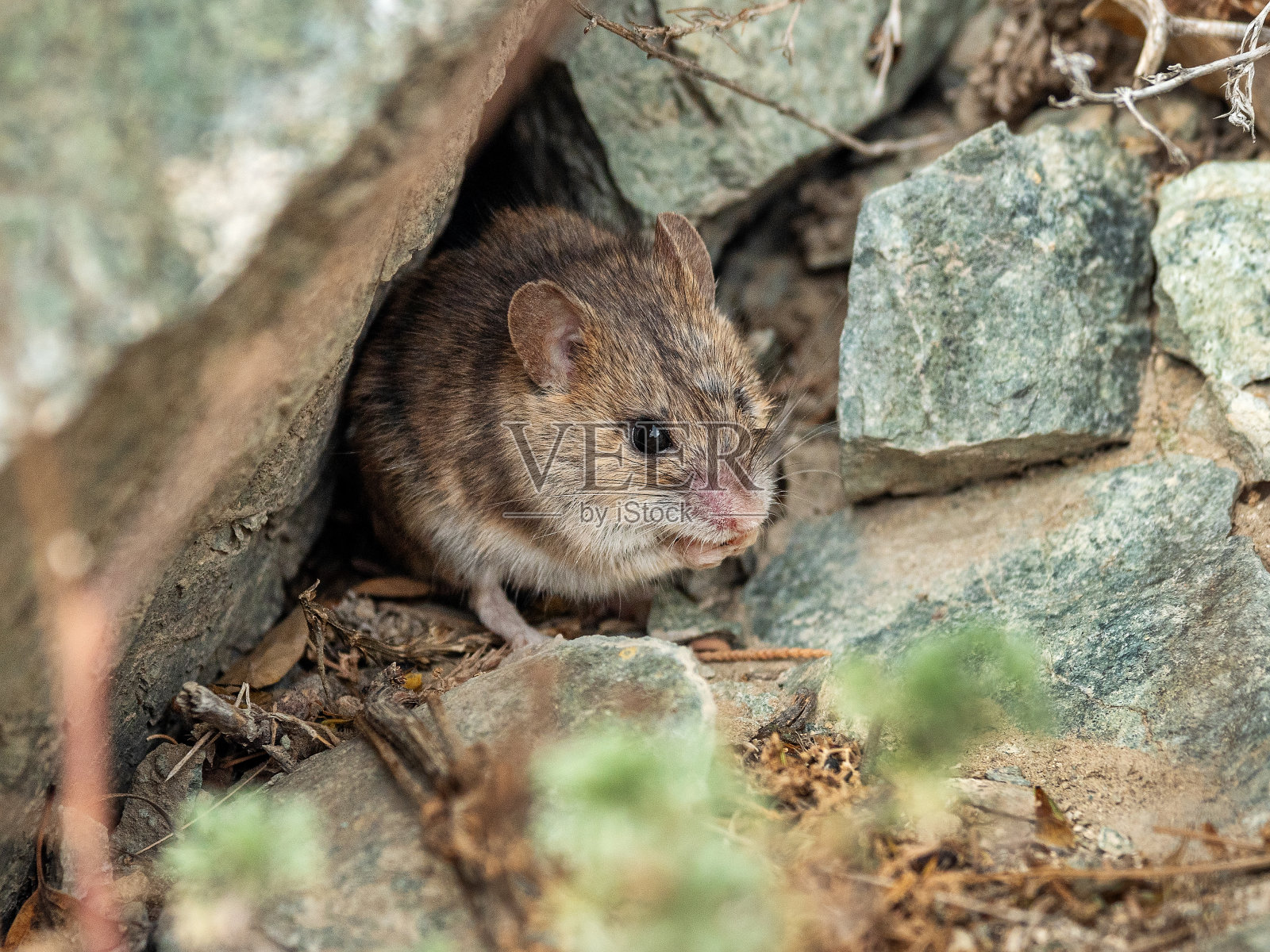 Gorny阿尔泰。阿尔泰白桦鼠(Sicista napaea)的栖息地。照片摄影图片