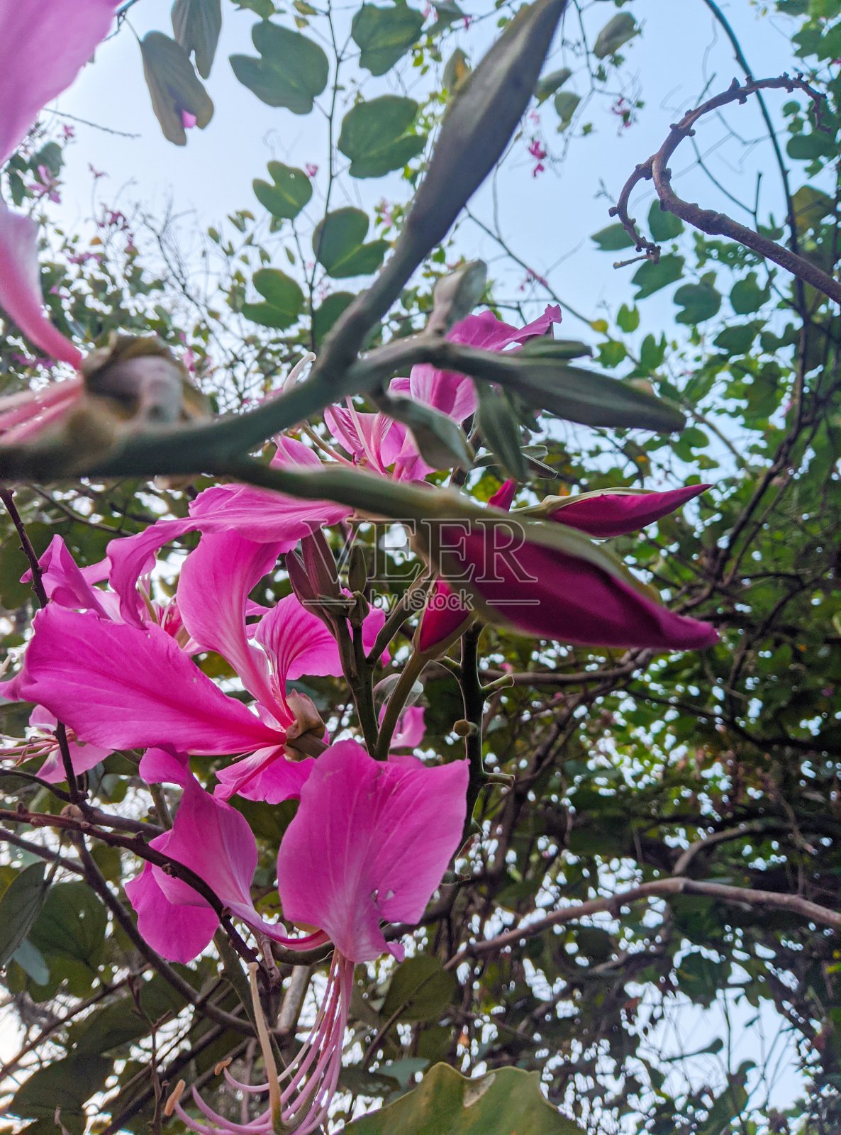 花照片摄影图片