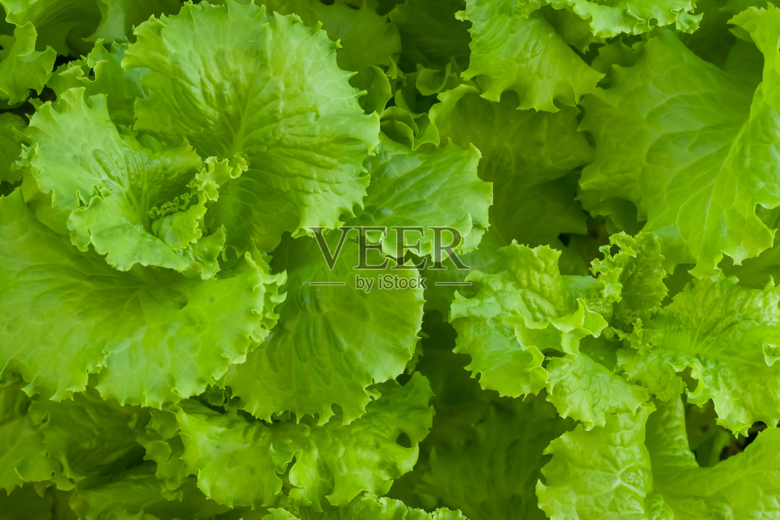 新鲜的莴苣，菜园里的沙拉叶子照片摄影图片