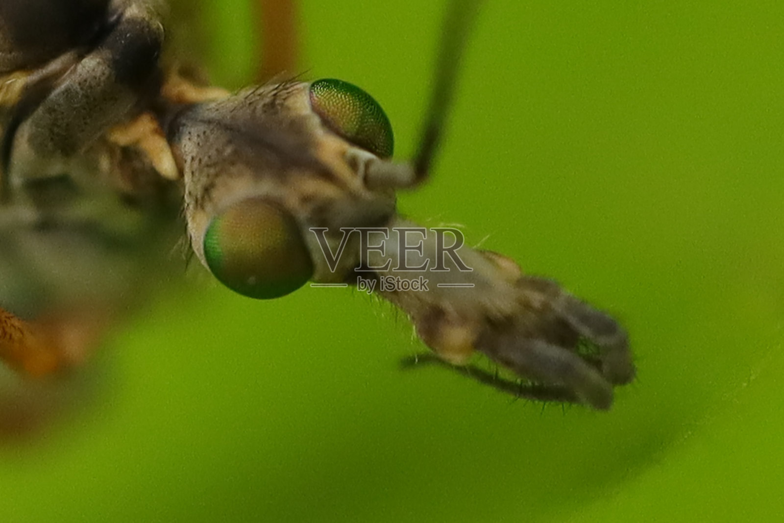 哥们（规格类型）照片摄影图片