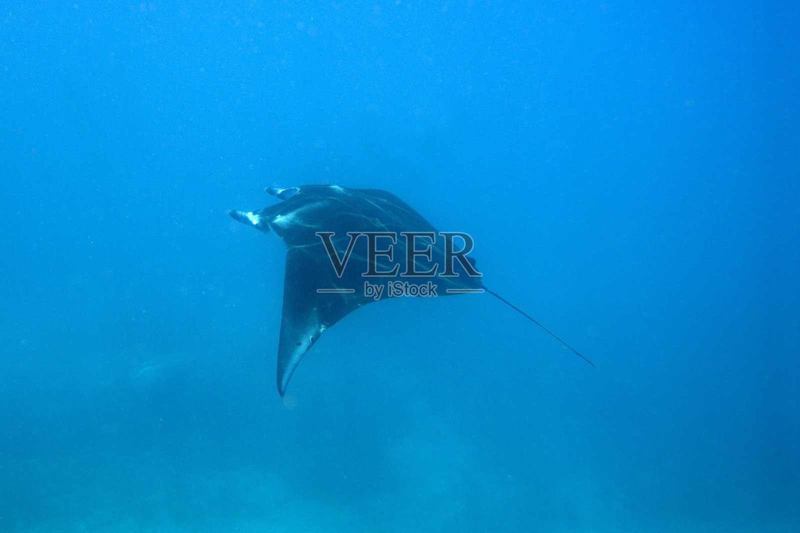 一张美丽的蝠鲼在蓝色中游泳的照片照片摄影图片