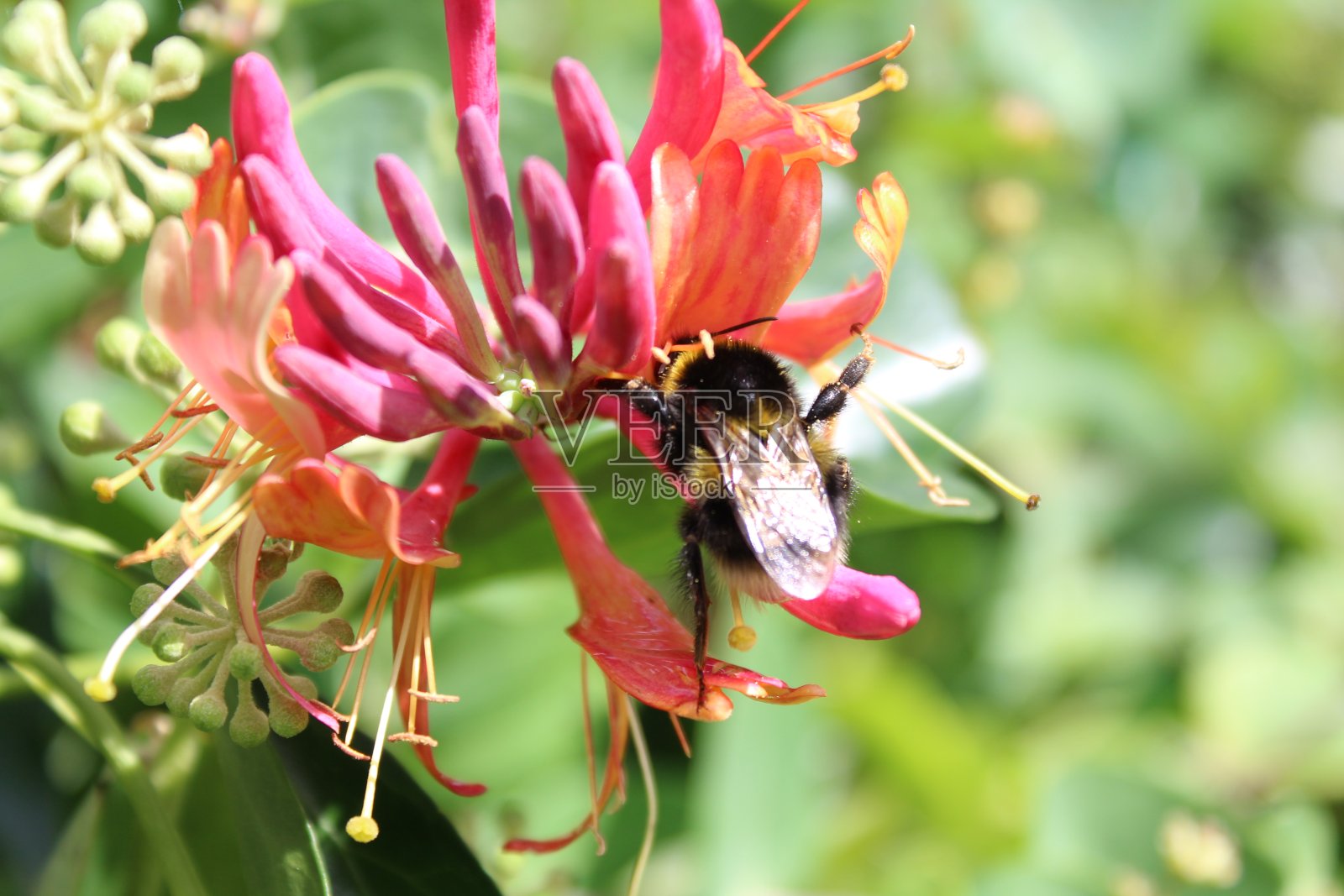 大黄蜂在盛开的忍冬花上照片摄影图片