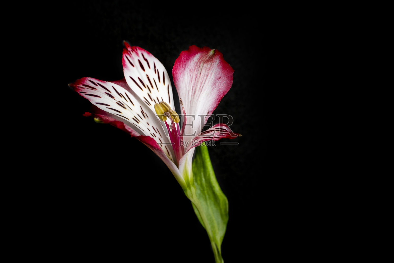 鲜艳的花朵映衬着黑色的背景照片摄影图片