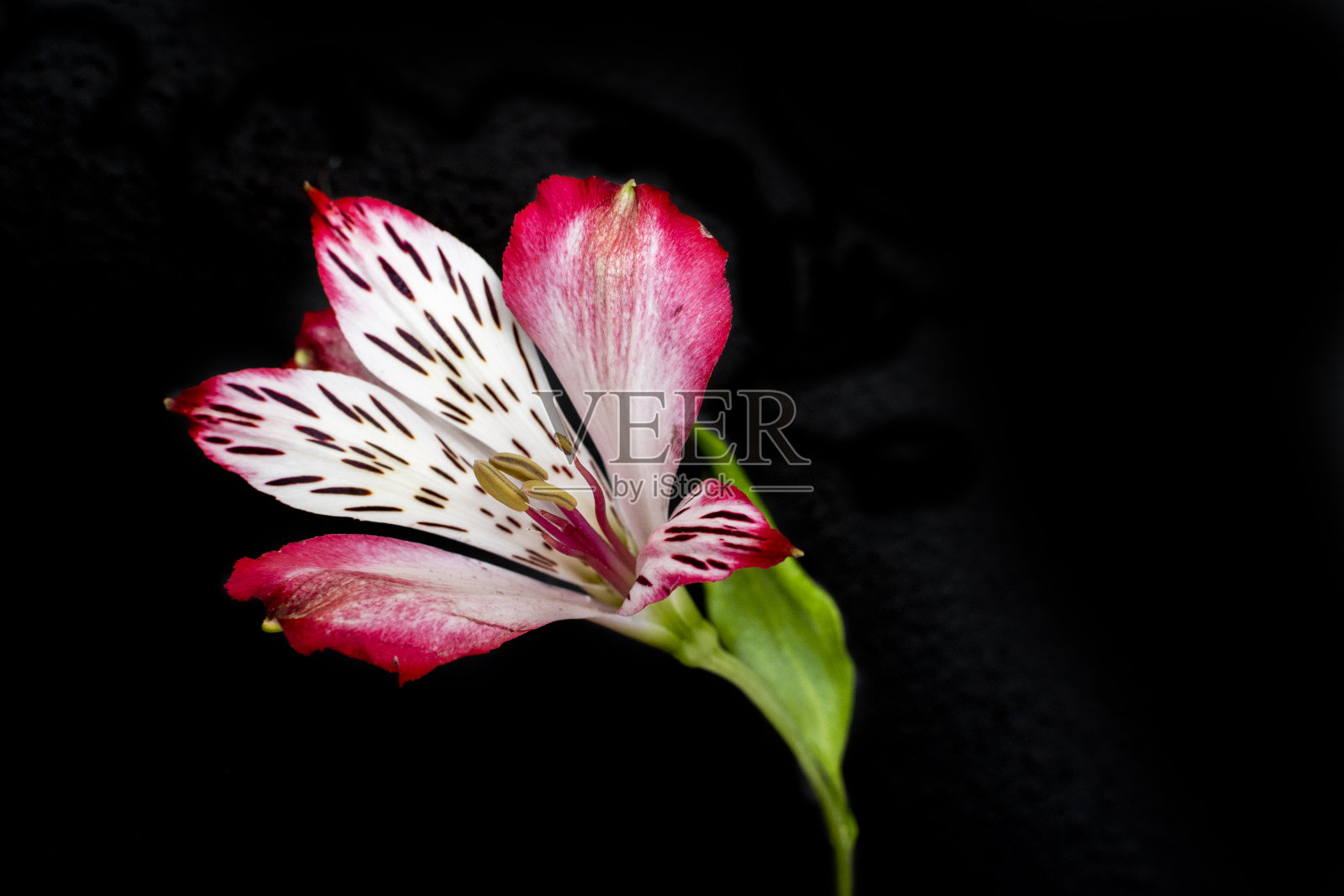 鲜艳的花朵映衬着黑色的背景照片摄影图片