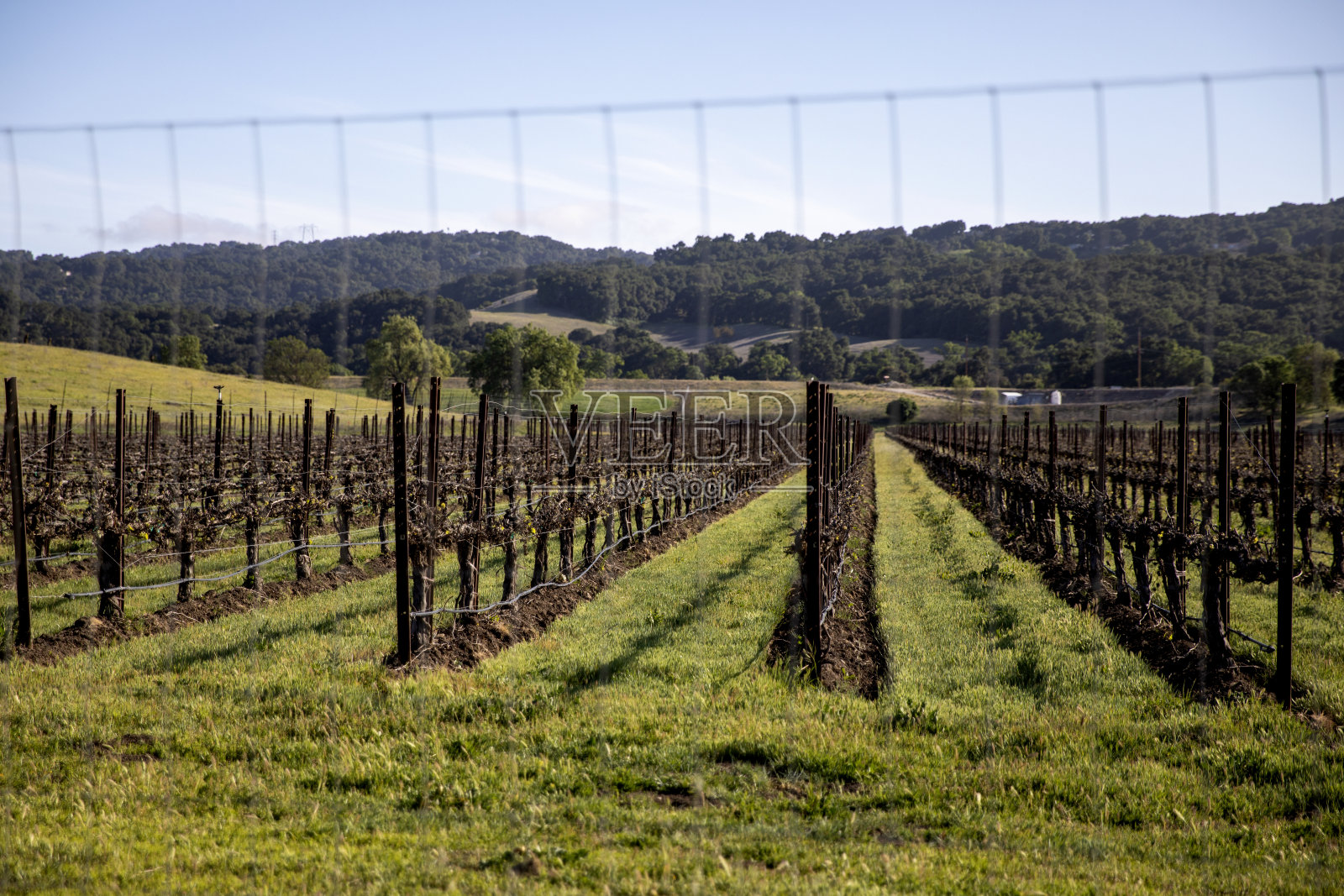 棱角葡萄园照片摄影图片