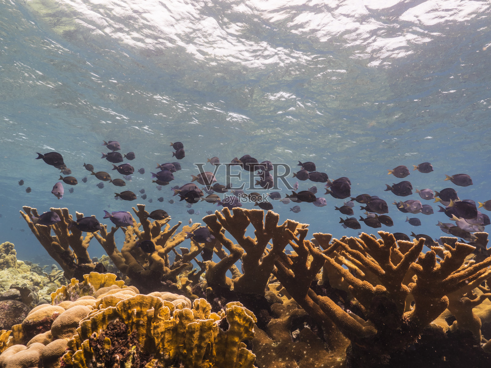 海景与学校的热带鱼在绿松石水的珊瑚礁在加勒比海库拉索岛周围照片摄影图片