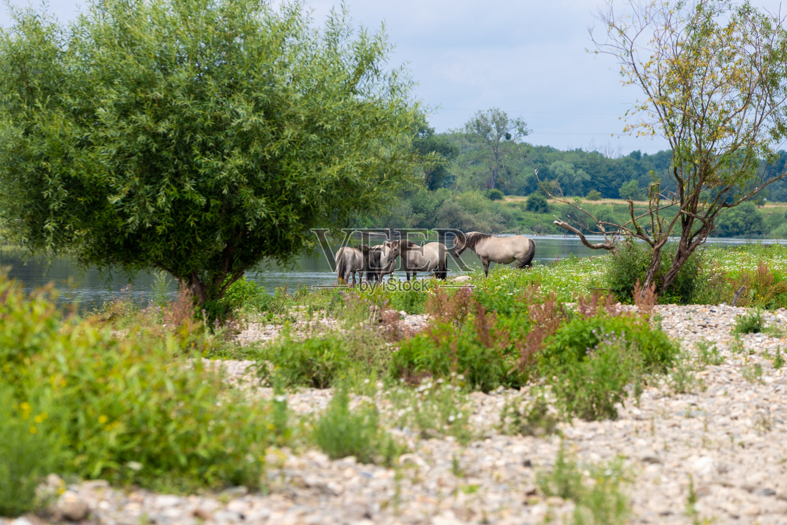 荷兰林堡默兹河附近的一群科宁克野马照片摄影图片