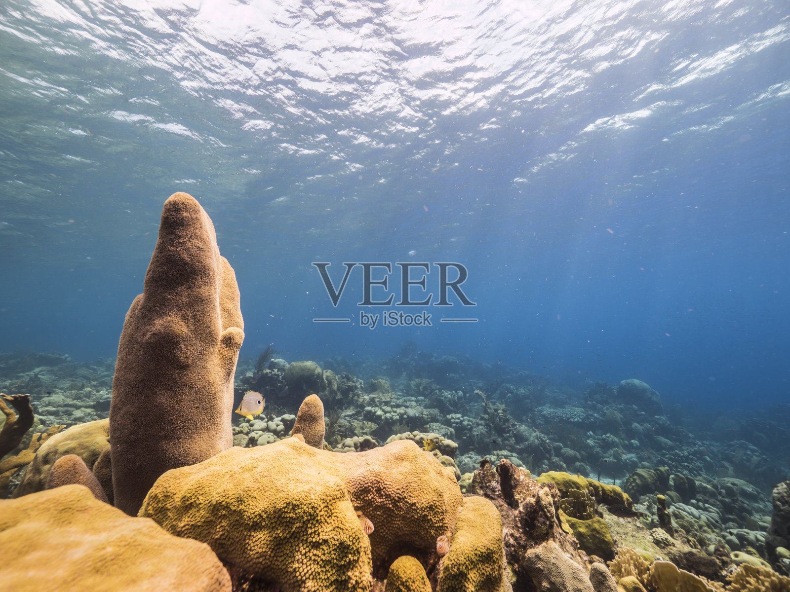 海景与柱珊瑚在绿松石水的珊瑚礁在加勒比海库拉索岛周围照片摄影图片