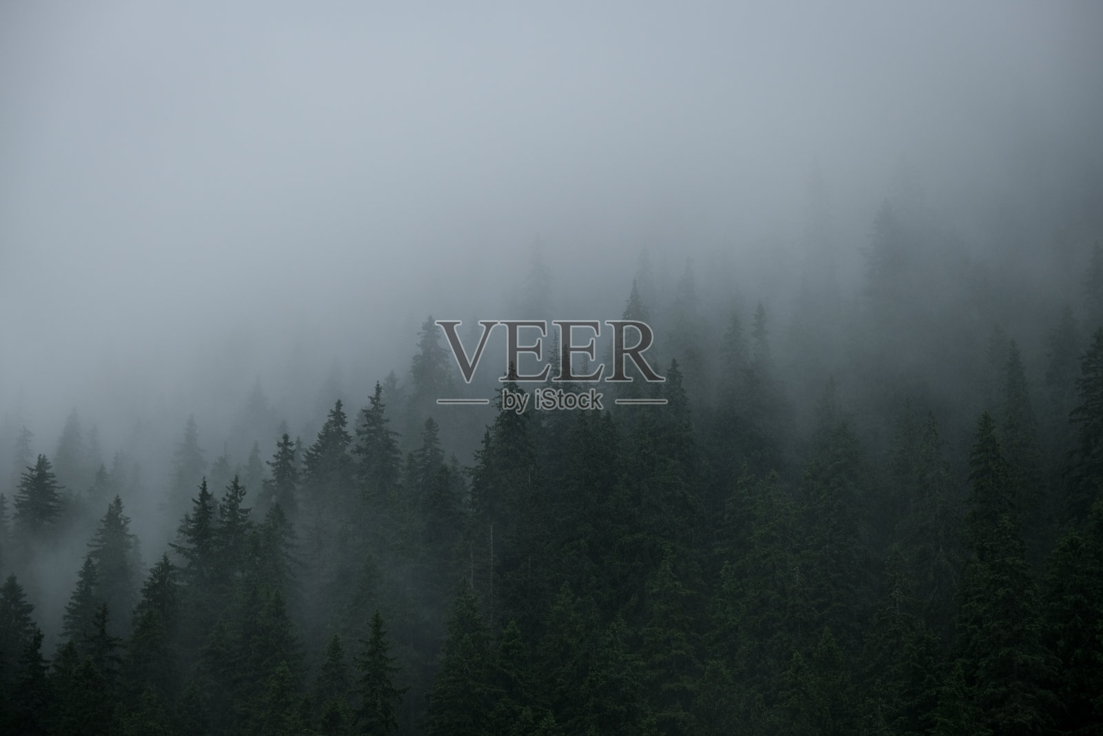 在一个夏天的一天，降雨在松树森林高入山照片摄影图片