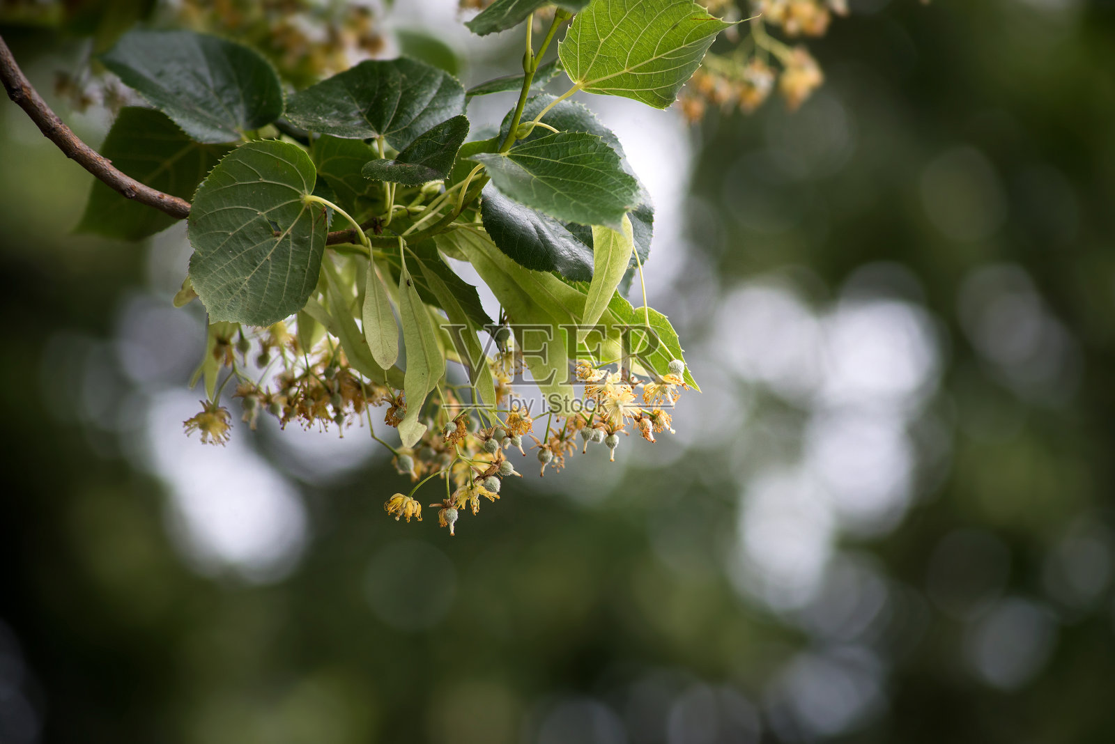 在一个公共花园里，酸橙树在树枝上开花照片摄影图片