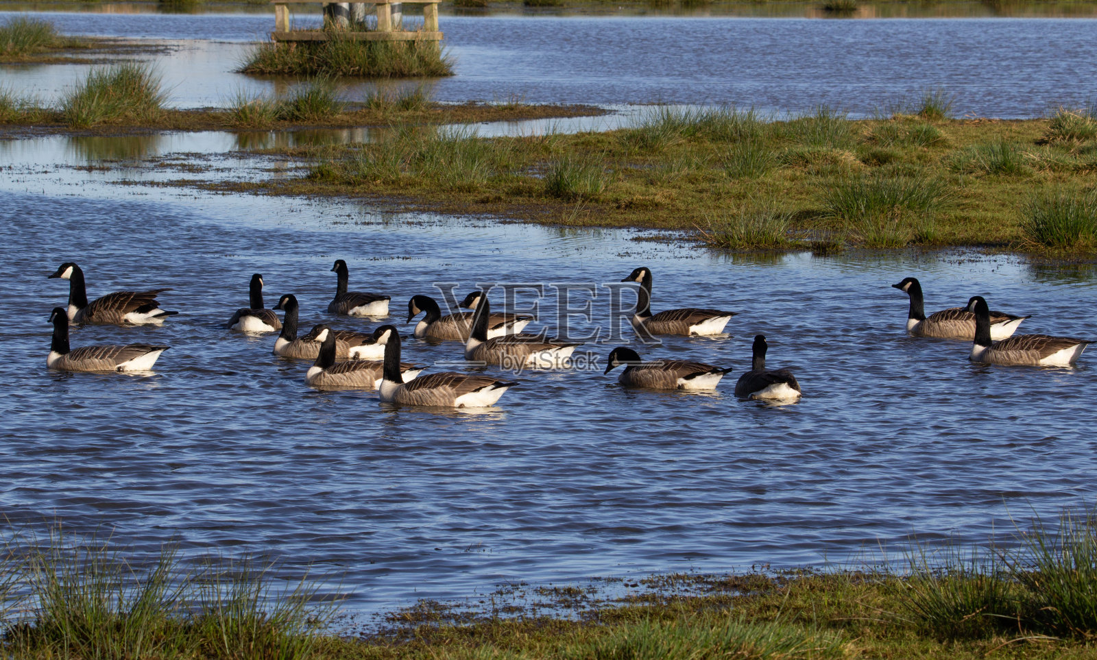 多个鹅照片摄影图片