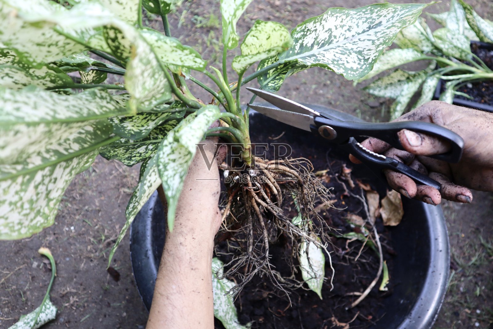人工种植观赏植物、水仙花植物或中国常绿植物照片摄影图片