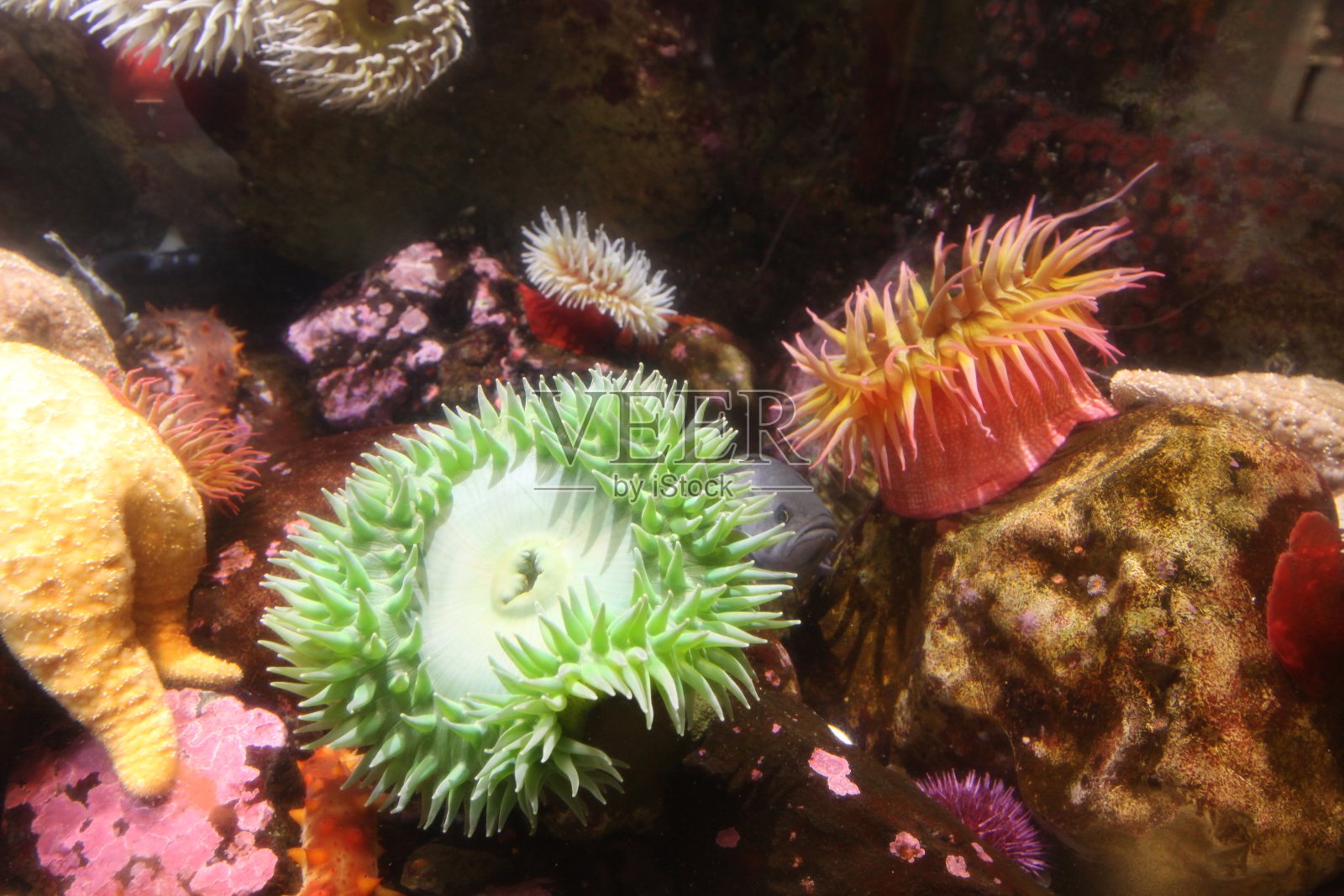 收集海葵照片摄影图片