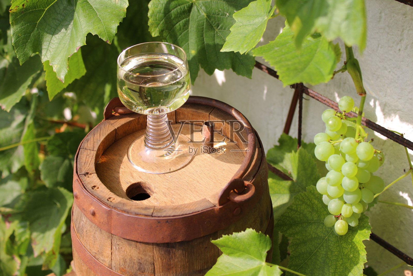 白葡萄和葡萄照片摄影图片