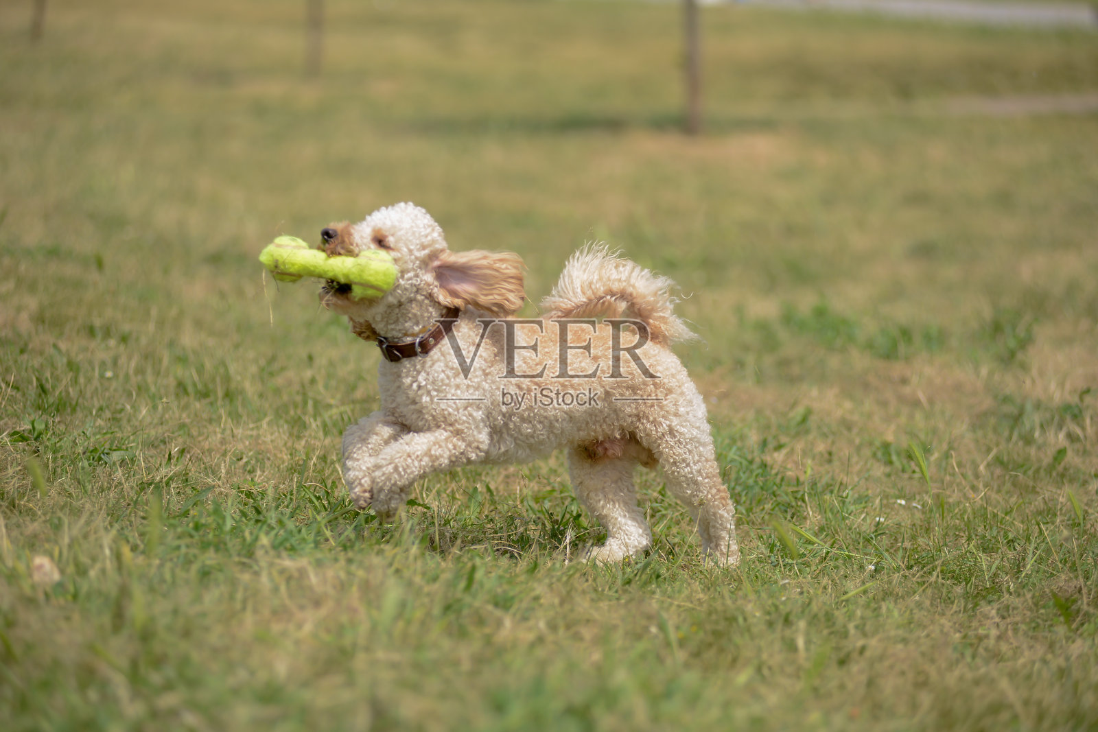 快乐快乐的狮子狗玩取东西照片摄影图片