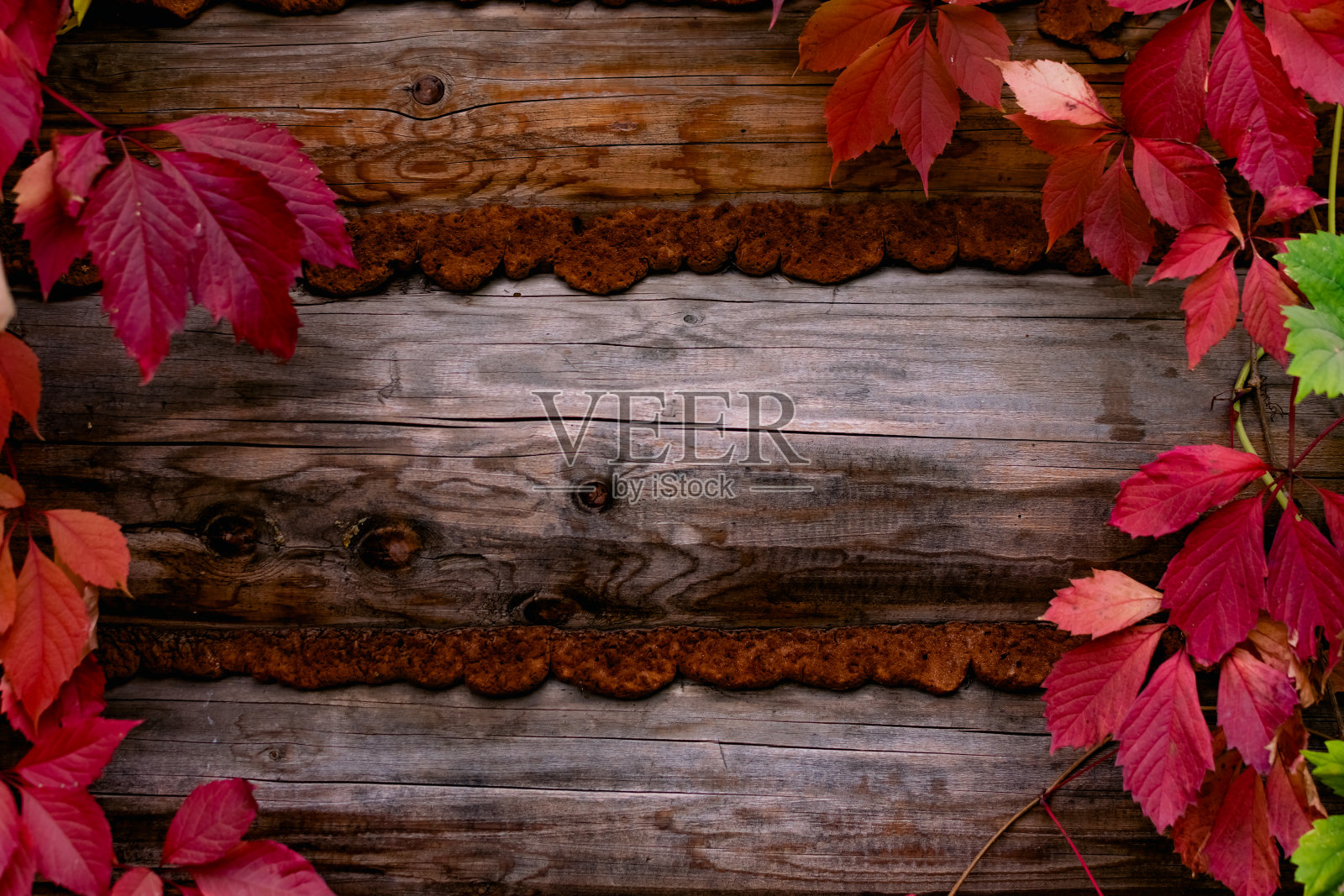 秋天的背景，设计从红色不同形状的叶子，纹理的木板在背景，凉爽清新的天鹅绒季节，文本和插入模板照片摄影图片
