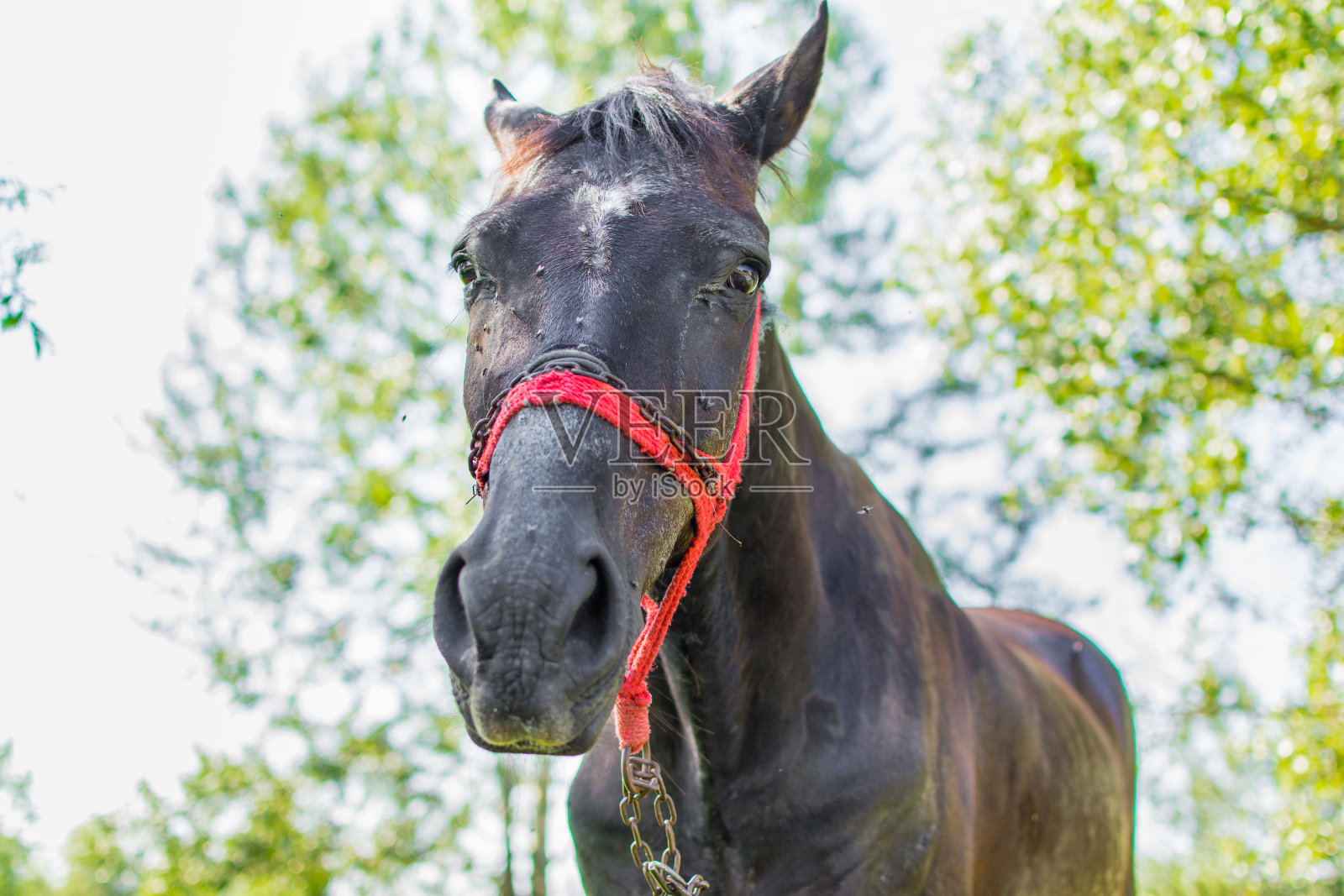 又老又伤心的马。照片摄影图片