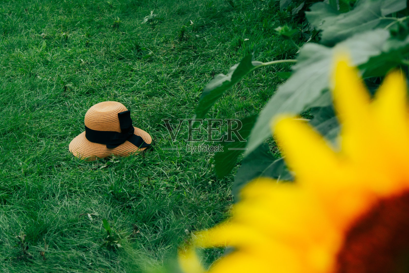 草地上的帽子，前景是向日葵照片摄影图片