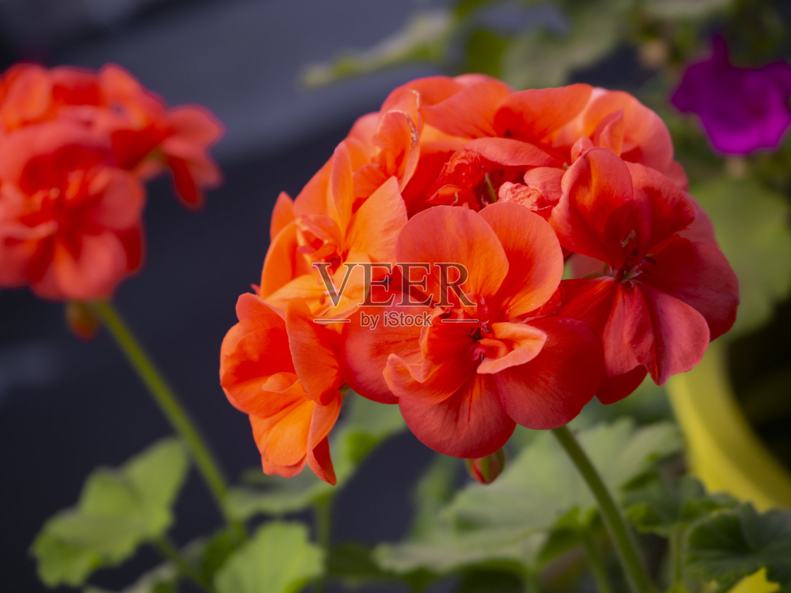 希腊阳台上盛开着红色、橙色和紫红色的天竺葵花照片摄影图片